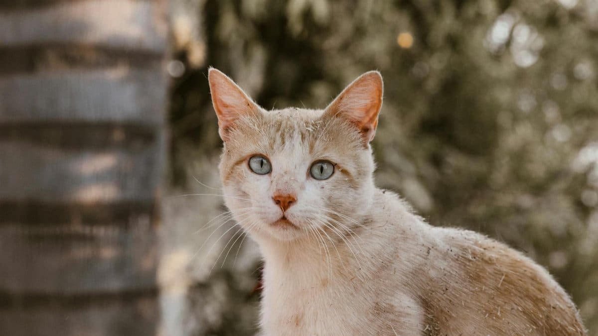 A calm orange tabby cat sitting in a garden in Tepatitlán de Morelos, Mexico.