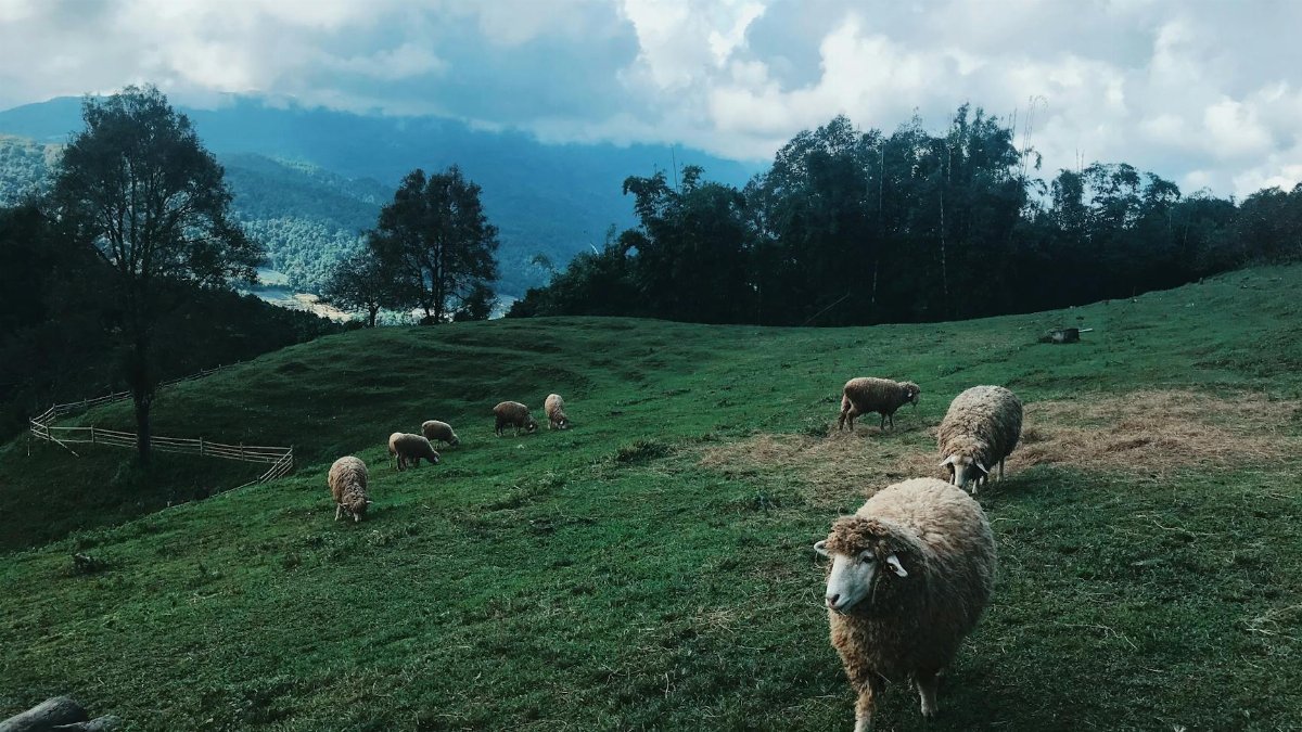 Serene landscape of sheep grazing in Ban Luang, Chiang Mai, Thailand, surrounded by lush hills and clear skies.