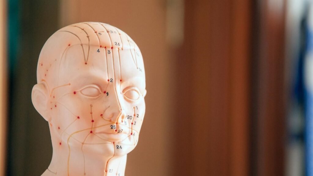 Close-up of a model head showing acupuncture points with numbers and lines.