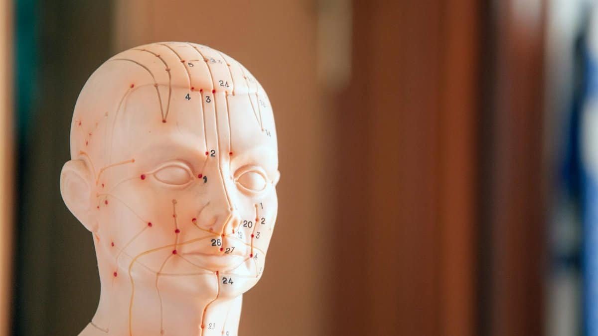 Close-up of a model head showing acupuncture points with numbers and lines.