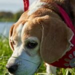 A curious beagle dog exploring in a sunny grassy field wearing a red scarf.