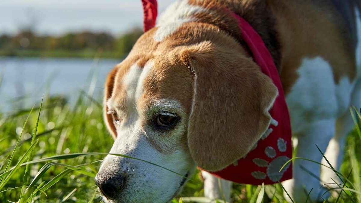 A curious beagle dog exploring in a sunny grassy field wearing a red scarf.