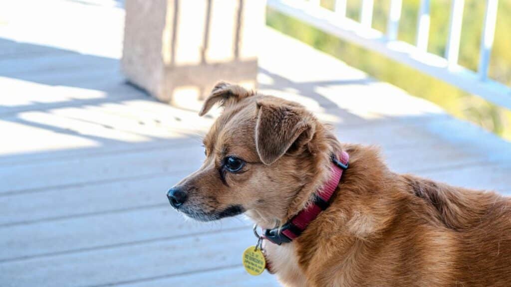 A small brown dog wearing a collar stands on a sunlit porch in Chico, CA.