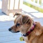 A small brown dog wearing a collar stands on a sunlit porch in Chico, CA.
