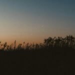 Silhouette of grass at twilight in Batumi, showcasing nature's calm evening solitude.