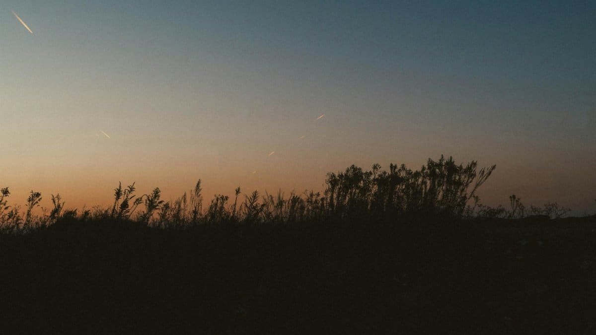 Silhouette of grass at twilight in Batumi, showcasing nature's calm evening solitude.
