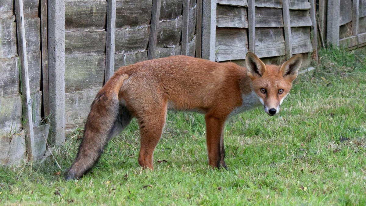 A red fox stands alert in a suburban garden against a wooden fence backdrop.