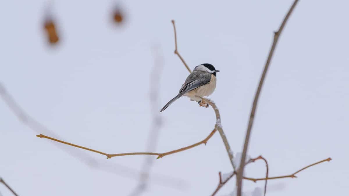 Free stock photo of birds, cardinal, chickadee