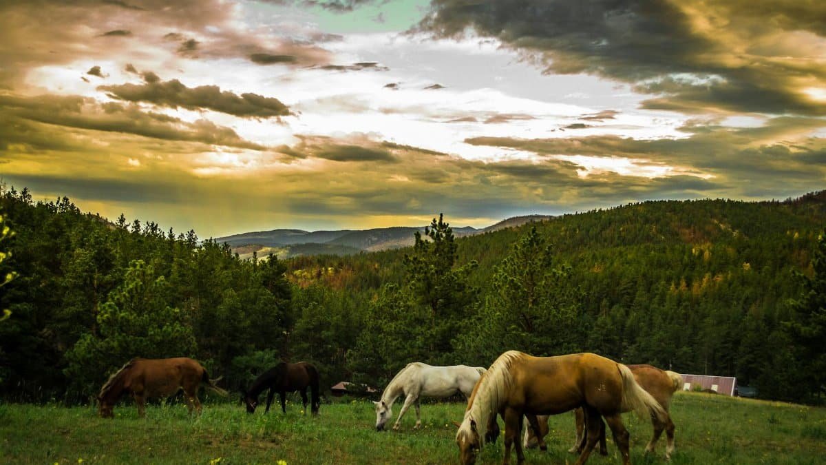 Horses grazing in a tranquil meadow surrounded by lush forest and mountains at sunset.