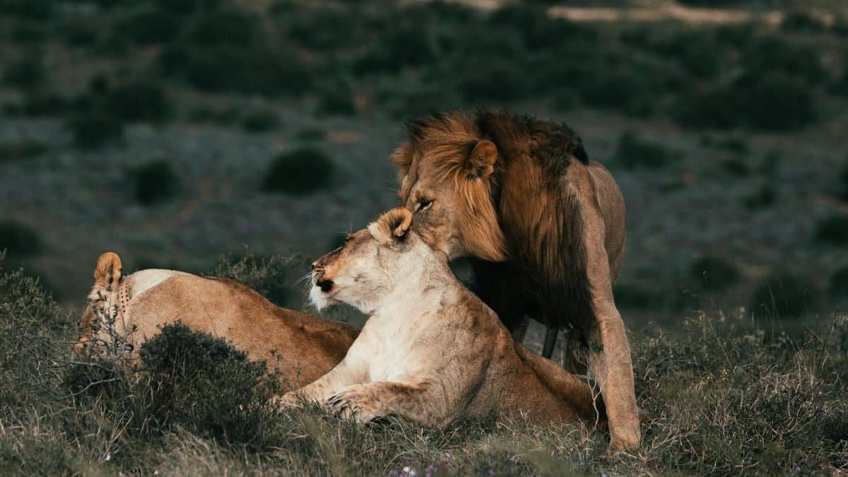 A male and female lion tenderly bonding in a grassy savannah setting, illustrating wildlife relationships.