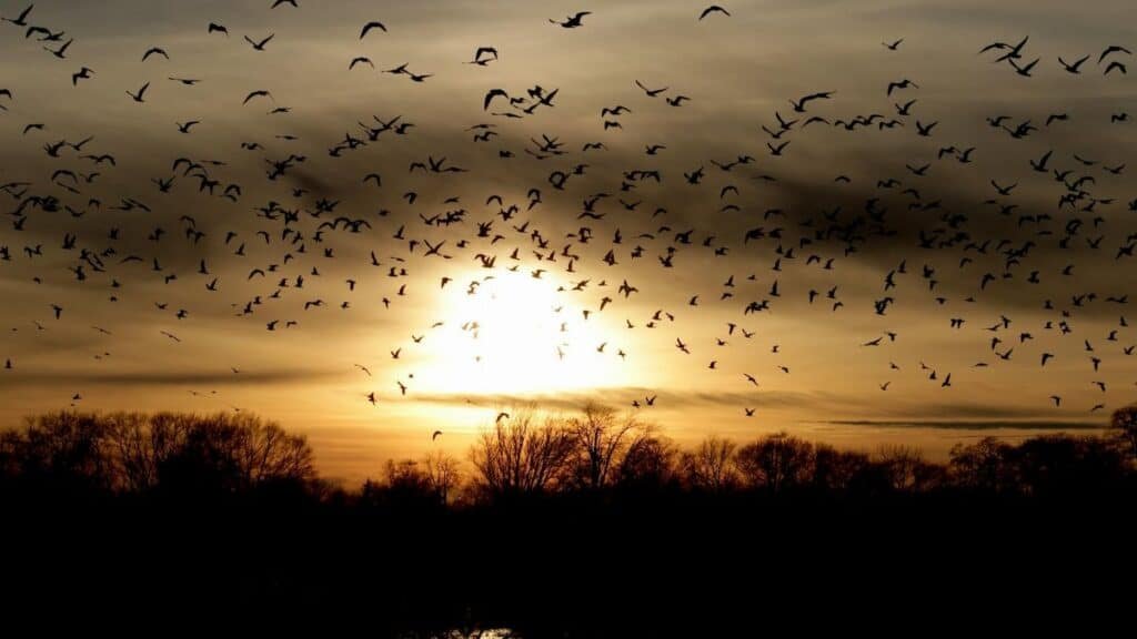 A mesmerizing scene of birds flying in silhouette against a dramatic sunset sky in Huron, Ohio.