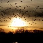 A mesmerizing scene of birds flying in silhouette against a dramatic sunset sky in Huron, Ohio.