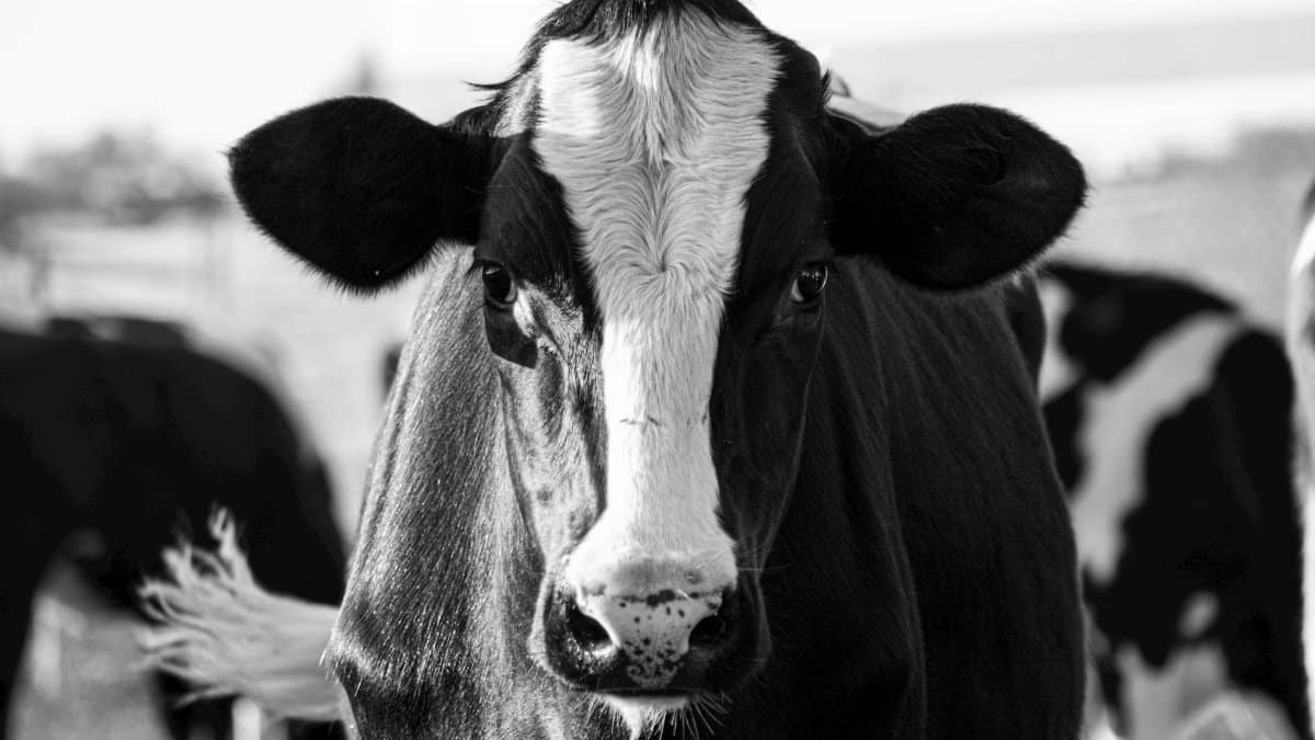 Black and white Holstein cow facing the camera in a sunny pasture. Captured in Miami Lakes, Florida.