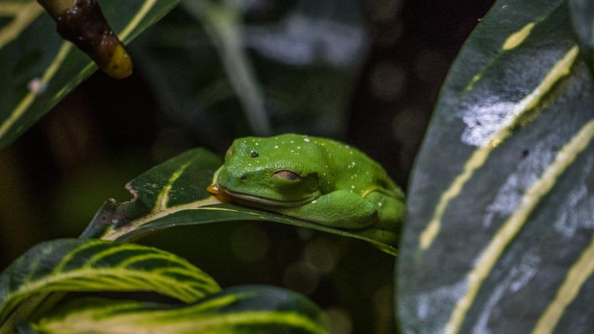 Close-up of a green tree frog resting amidst tropical foliage, showcasing vibrant wildlife in Miami.