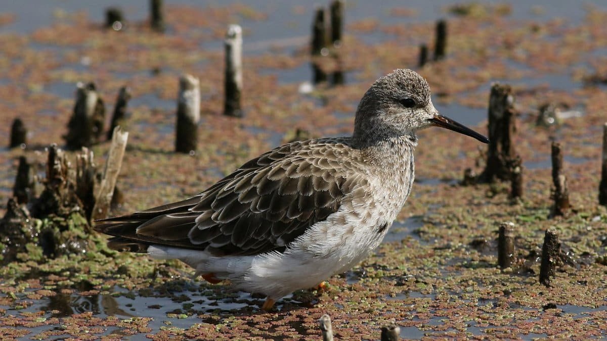Free stock photo of bird, migratory, nature