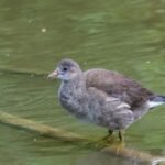 A juvenile common moorhen stands on a branch in a serene lake setting, showcasing nature's beauty.