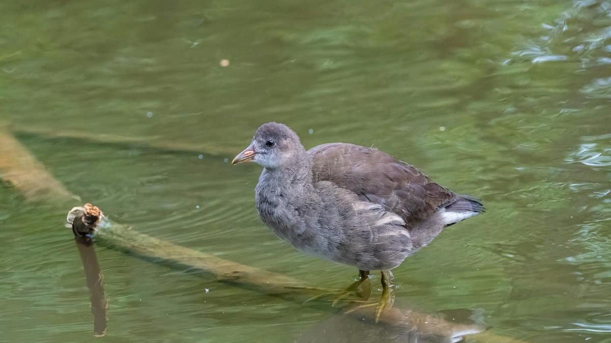 A juvenile common moorhen stands on a branch in a serene lake setting, showcasing nature's beauty.
