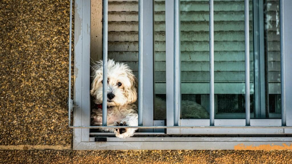 A fluffy dog peeks through window bars, creating a charming and curious scene.