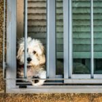 A fluffy dog peeks through window bars, creating a charming and curious scene.