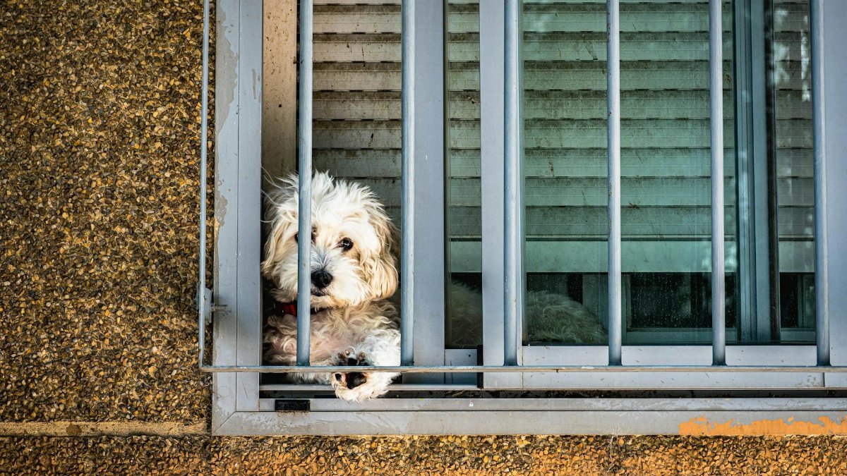 A fluffy dog peeks through window bars, creating a charming and curious scene.