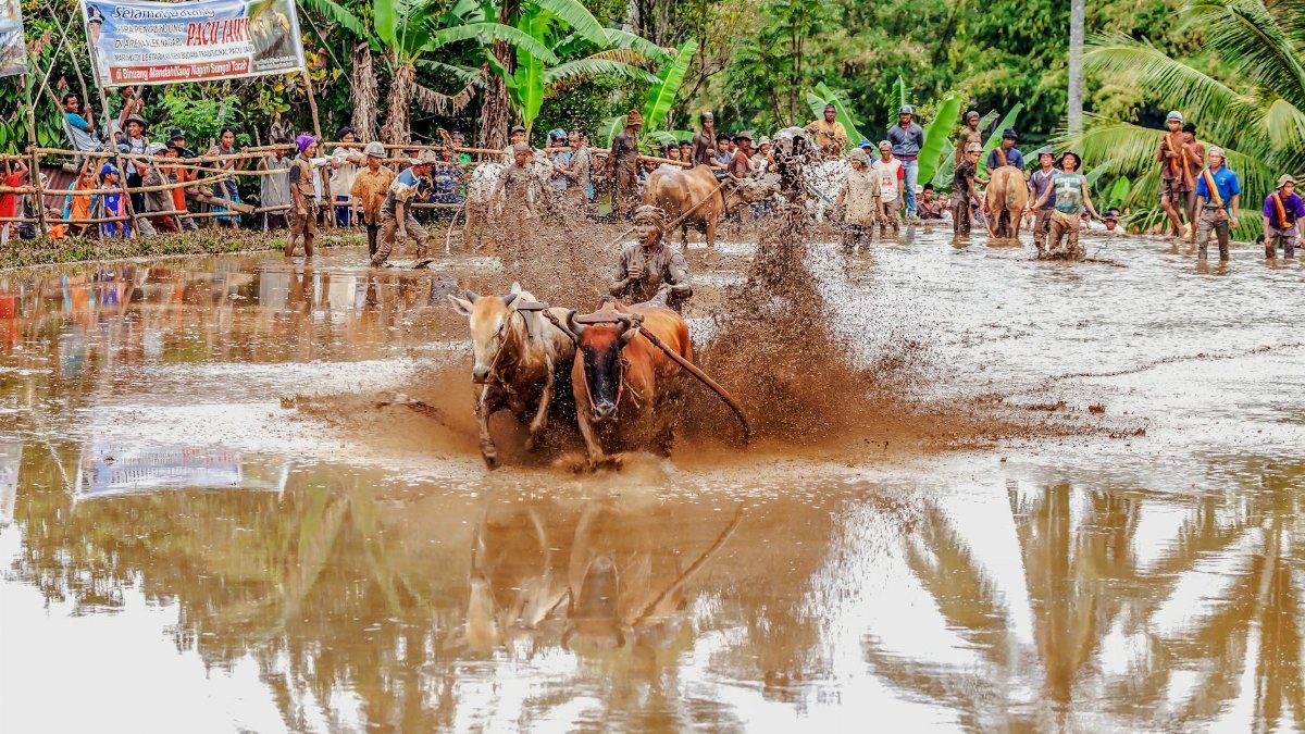 Exciting traditional bull racing event with splashes in a muddy paddy field.