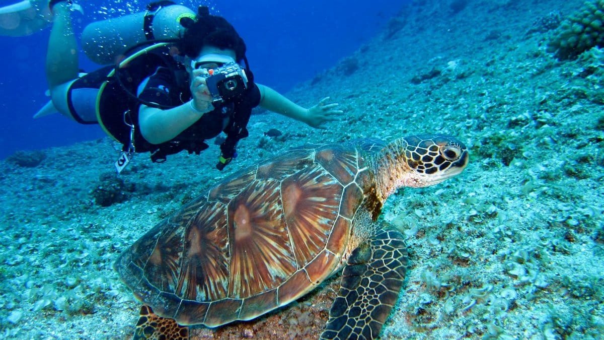 Scuba diver captures a close-up shot of a sea turtle in its natural habitat.