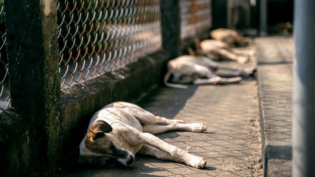 Stray dogs lying peacefully by a chainlink fence, enjoying the sun.
