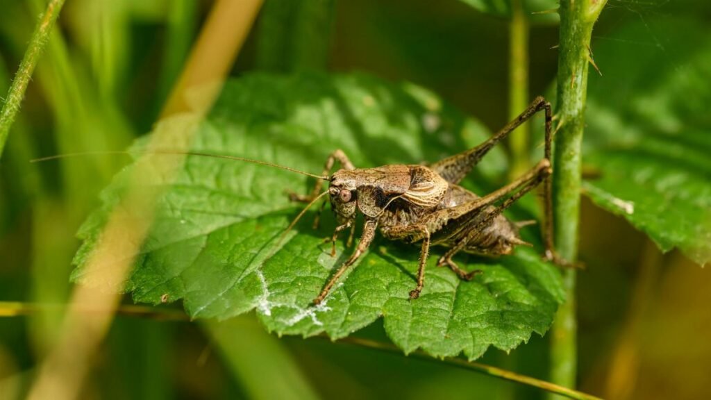 Detailed macro shot of a grasshopper resting on a green leaf in its natural habitat.