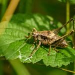 Detailed macro shot of a grasshopper resting on a green leaf in its natural habitat.