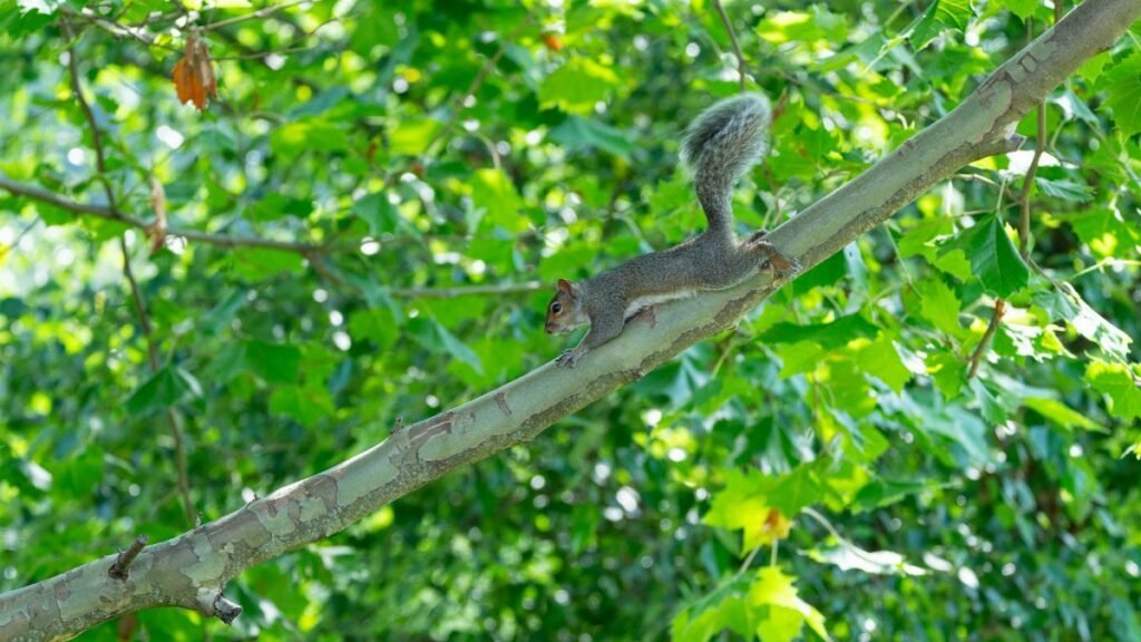 A lively squirrel balances gracefully on a tree branch surrounded by lush green foliage on a sunny day.
