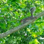 A lively squirrel balances gracefully on a tree branch surrounded by lush green foliage on a sunny day.