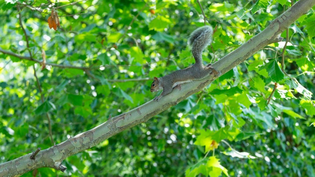 A lively squirrel balances gracefully on a tree branch surrounded by lush green foliage on a sunny day.