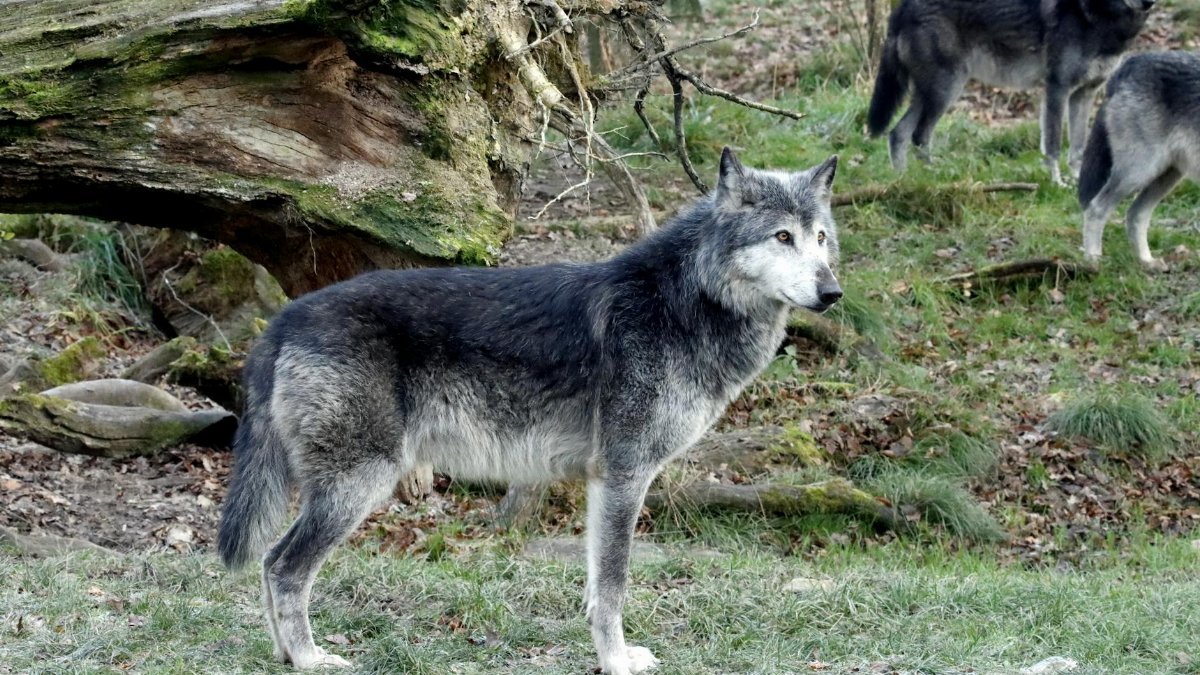 Free stock photo of wolf