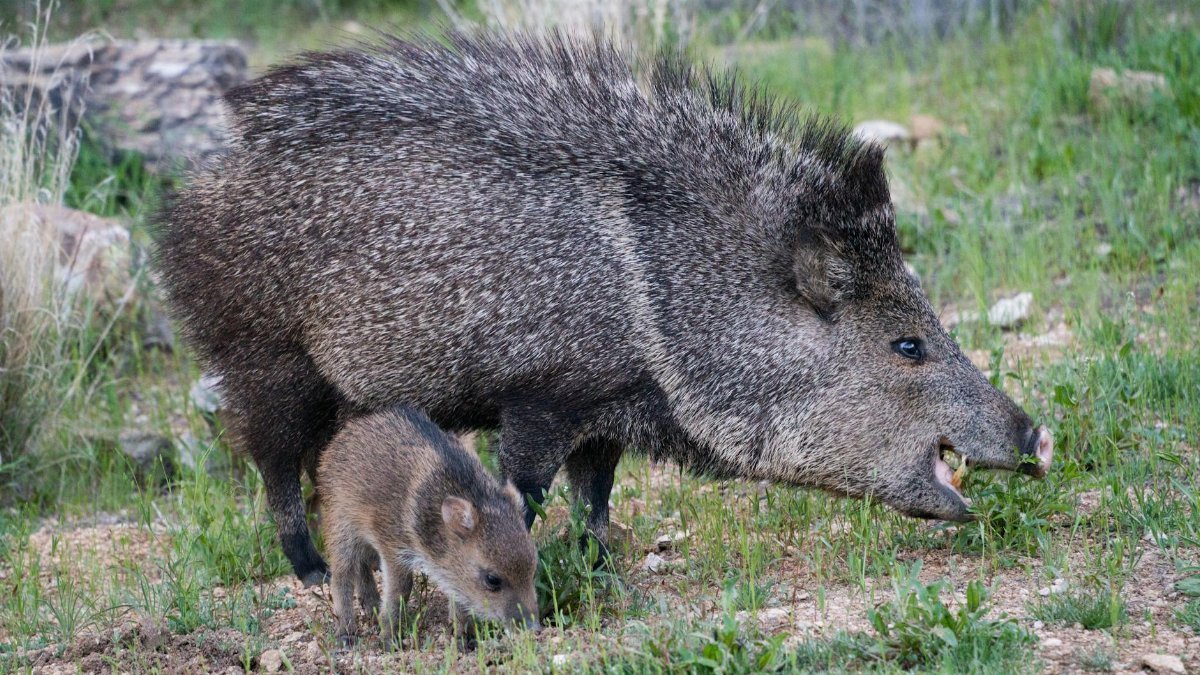 A pair of javelinas roaming freely in the picturesque wilderness of Tucson, Arizona.