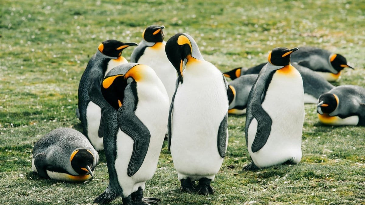 A group of vibrant King Penguins gathered on a grassy field, exhibiting natural behaviors.