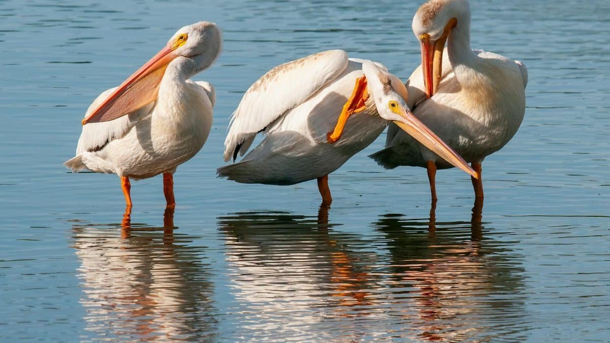 Three white pelicans wading and interacting in a serene lake setting.