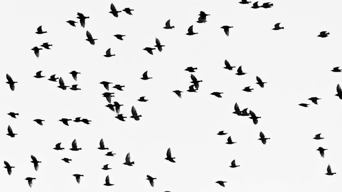 Artistic silhouette of birds in flight against a clear sky, showcasing a natural pattern.