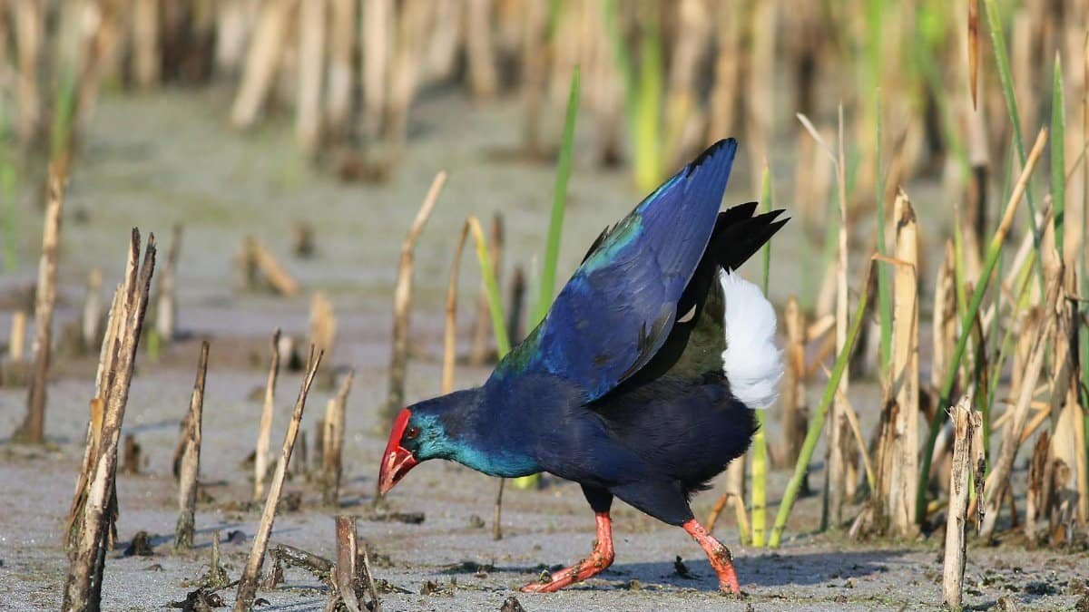 An African purple swamphen (Porphyrio madagascariensis) foraging in a natural wetland.