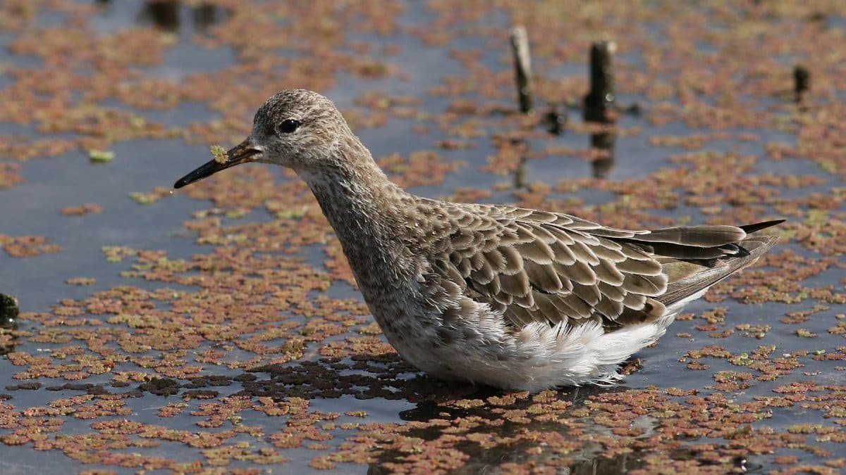 Free stock photo of bird, migratory, nature