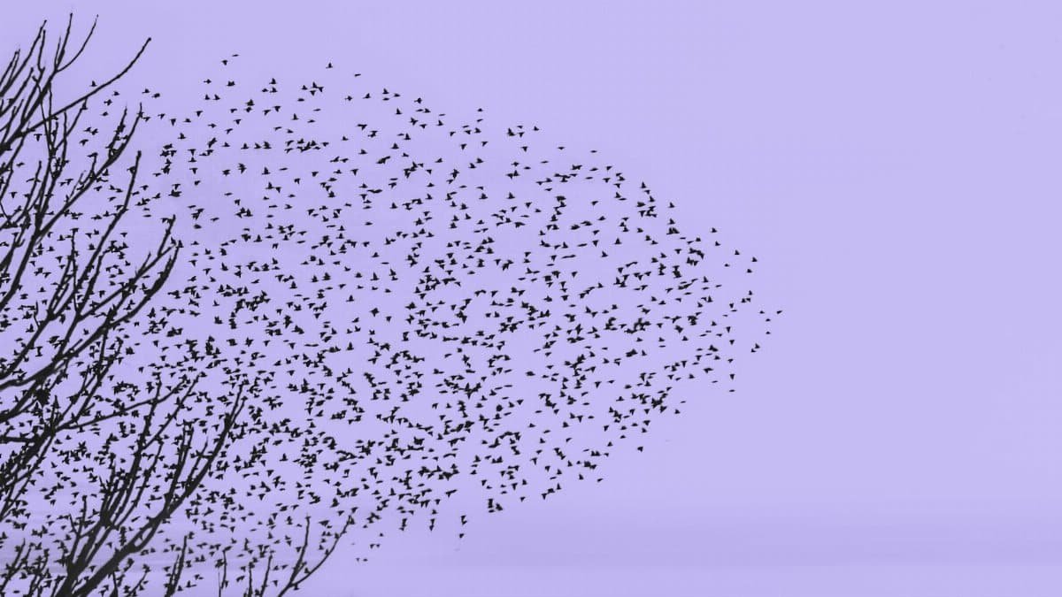 A captivating silhouette of a flock of birds flying in the twilight sky above İstanbul.