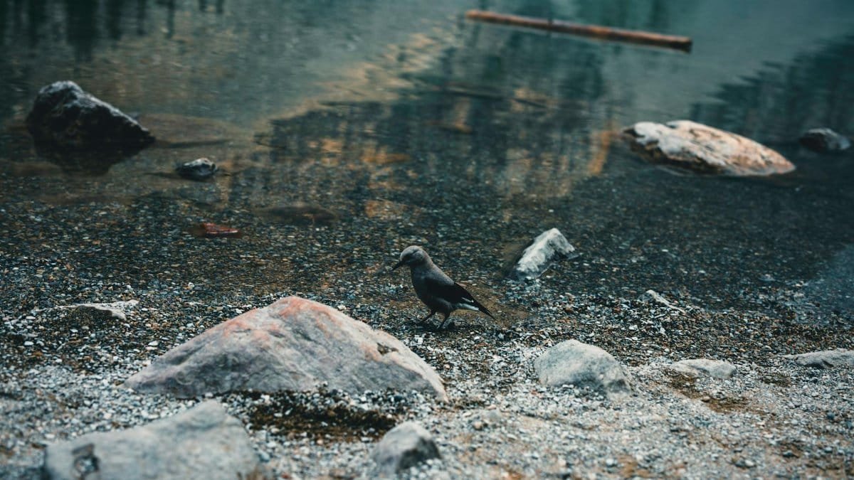 A peaceful bird standing by a lake in Banff, Canada, surrounded by nature's beauty.