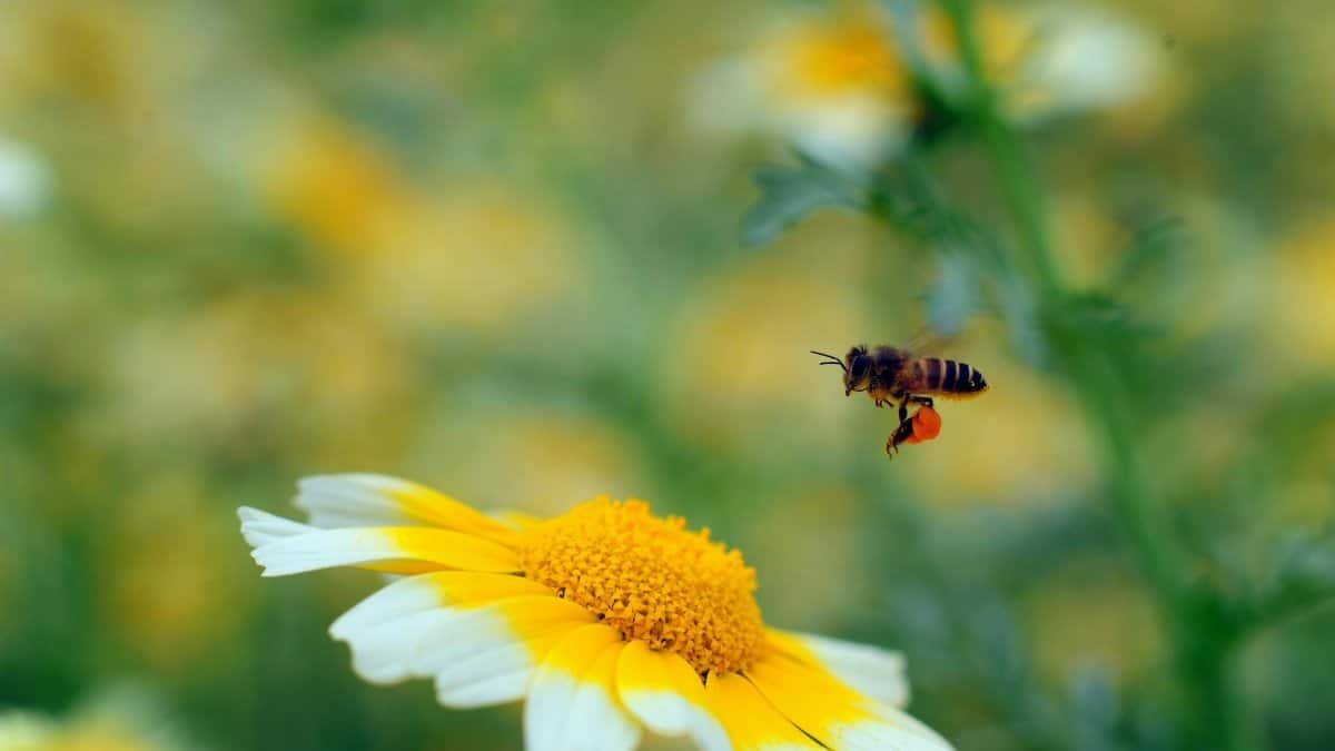 A honeybee approaches a vibrant yellow and white chamomile flower, capturing a moment of pollination in nature.