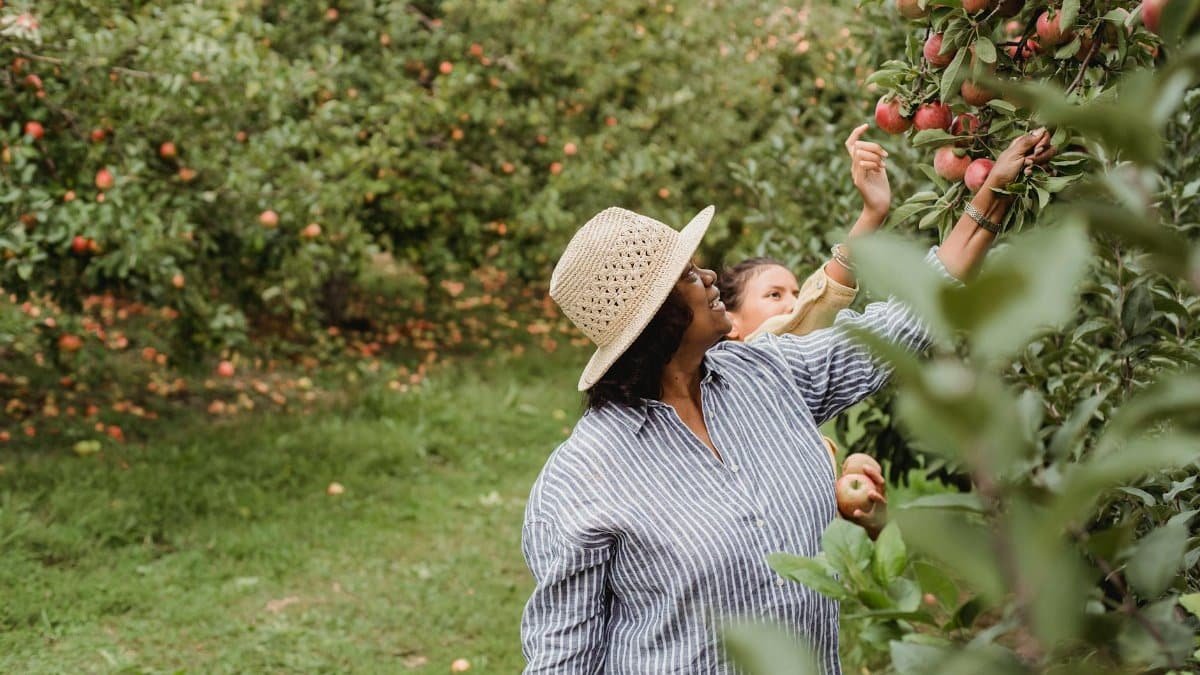 Positive Hispanic female farmer picking apples with daughter in garden with green lush plants