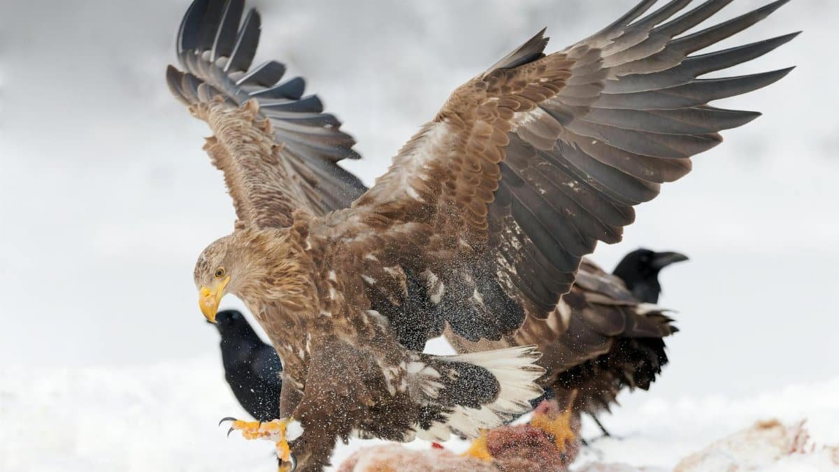 Majestic white-tailed eagle hunting in snow-covered landscape, displaying powerful wingspan.