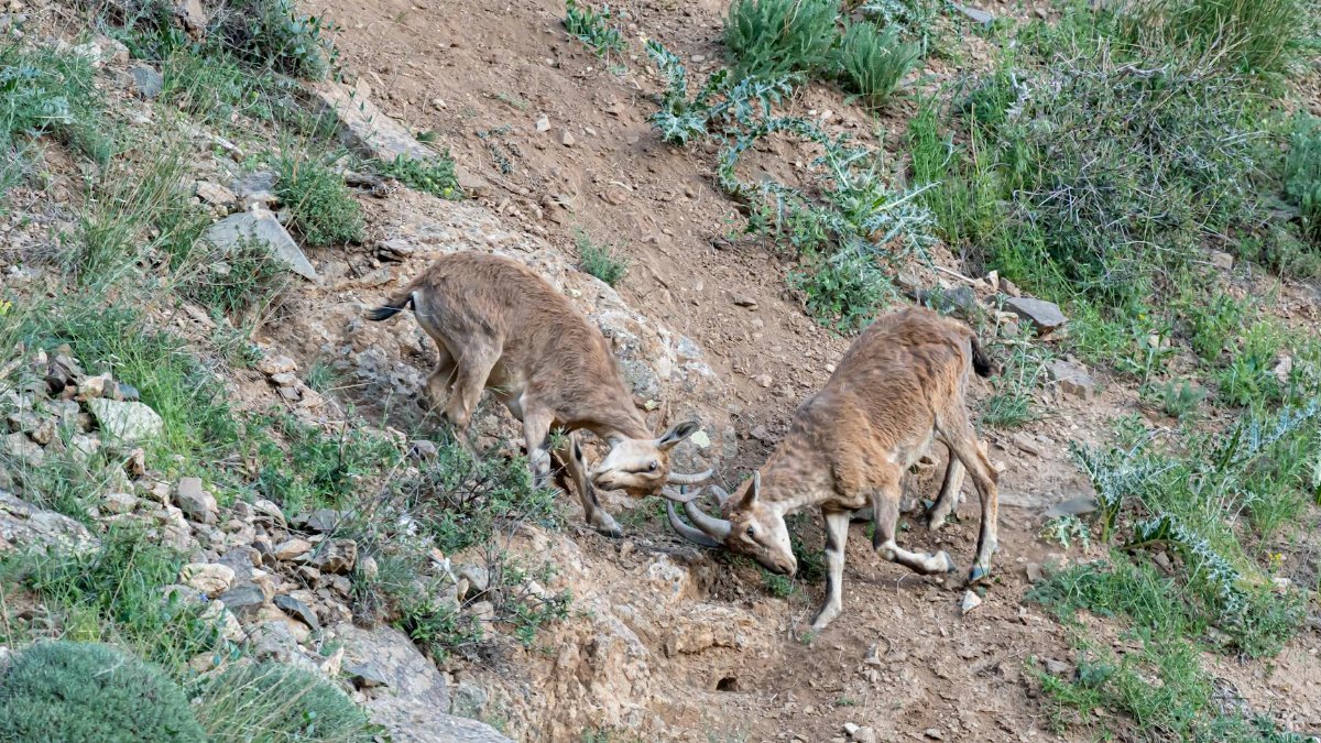 Two wild deer engage in a fight on a rocky hillside, showcasing nature's raw power.