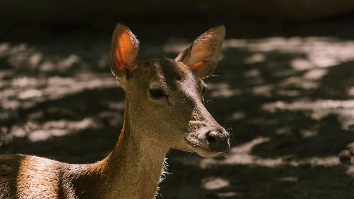 Close-up image of a deer in a forest, showcasing natural light and shadow patterns.