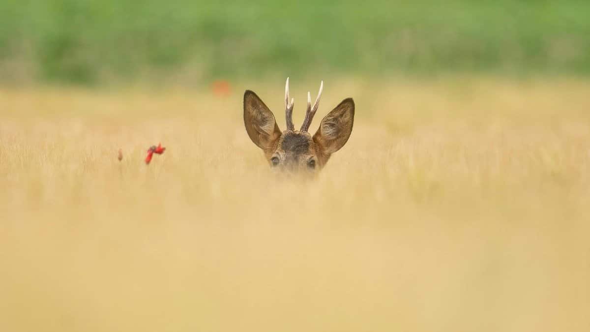A roe deer with antlers hides in a meadow, showing curiosity amid wildlife scenery.