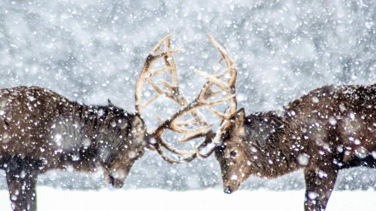 Two deer locking antlers during a snowfall in a winter landscape, showcasing nature's raw beauty.