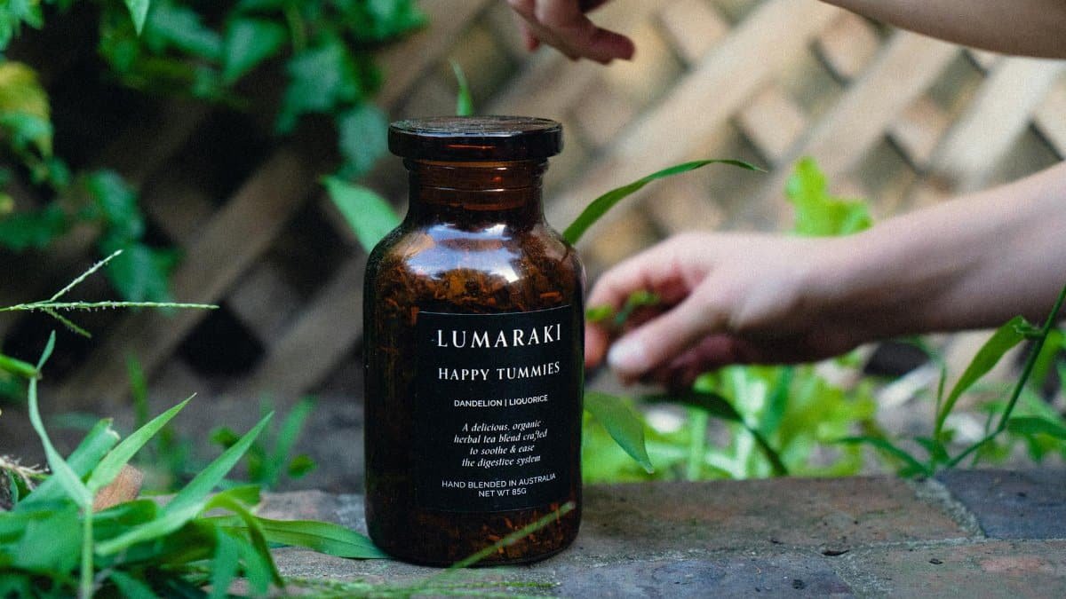 A jar of organic dandelion liquorice tea with hands tending plants in a garden.