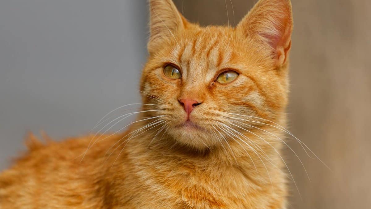 A detailed close-up portrait of a ginger cat with green eyes enjoying the sunlight outdoors.